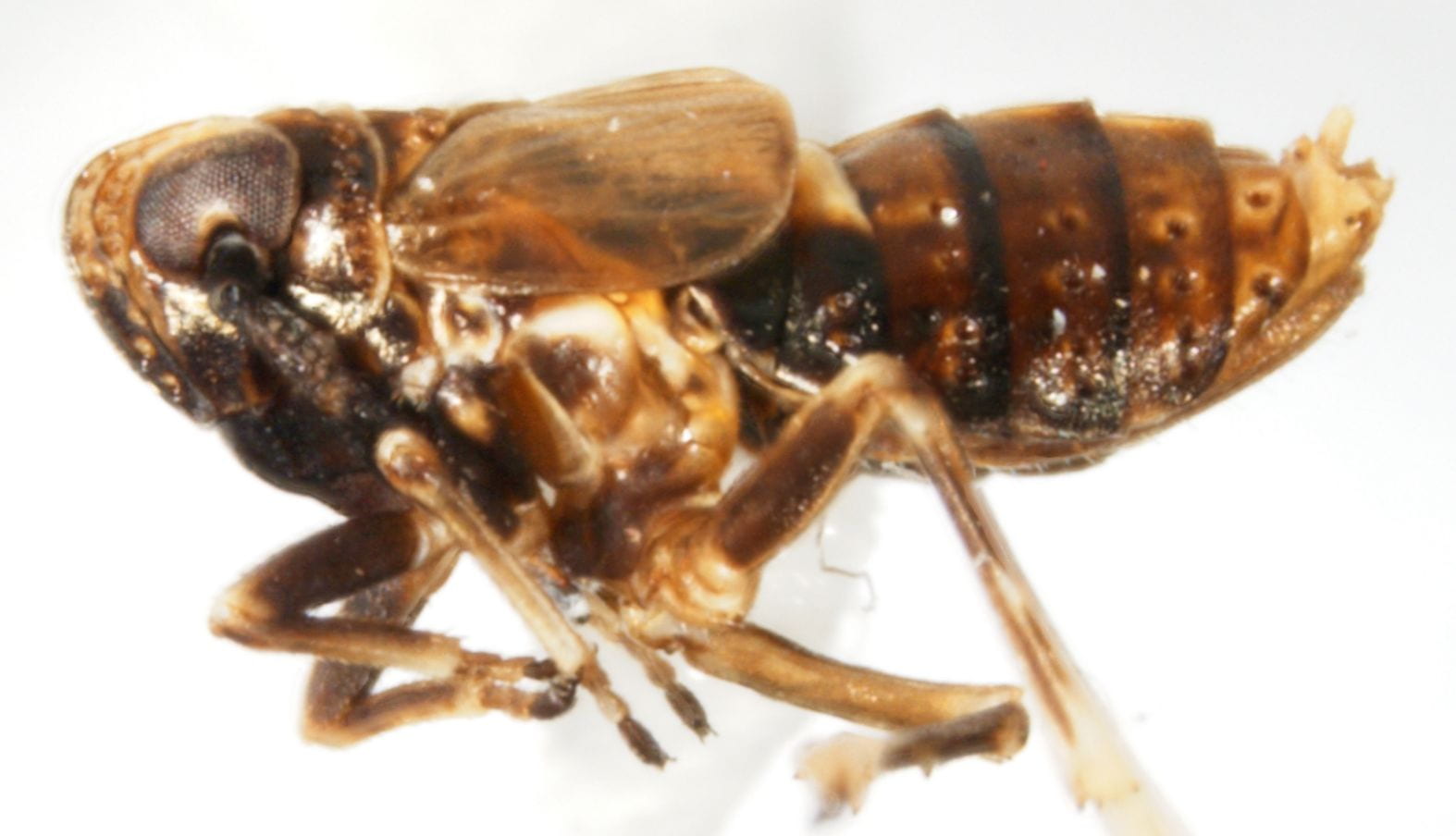 Achorotile distincta (female)