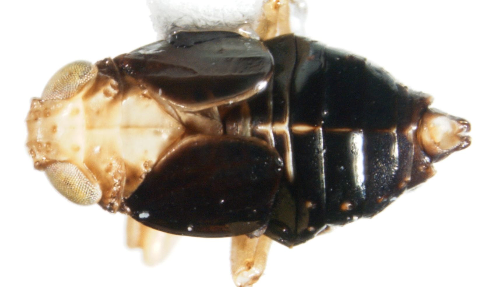 Achorotile distincta (male)