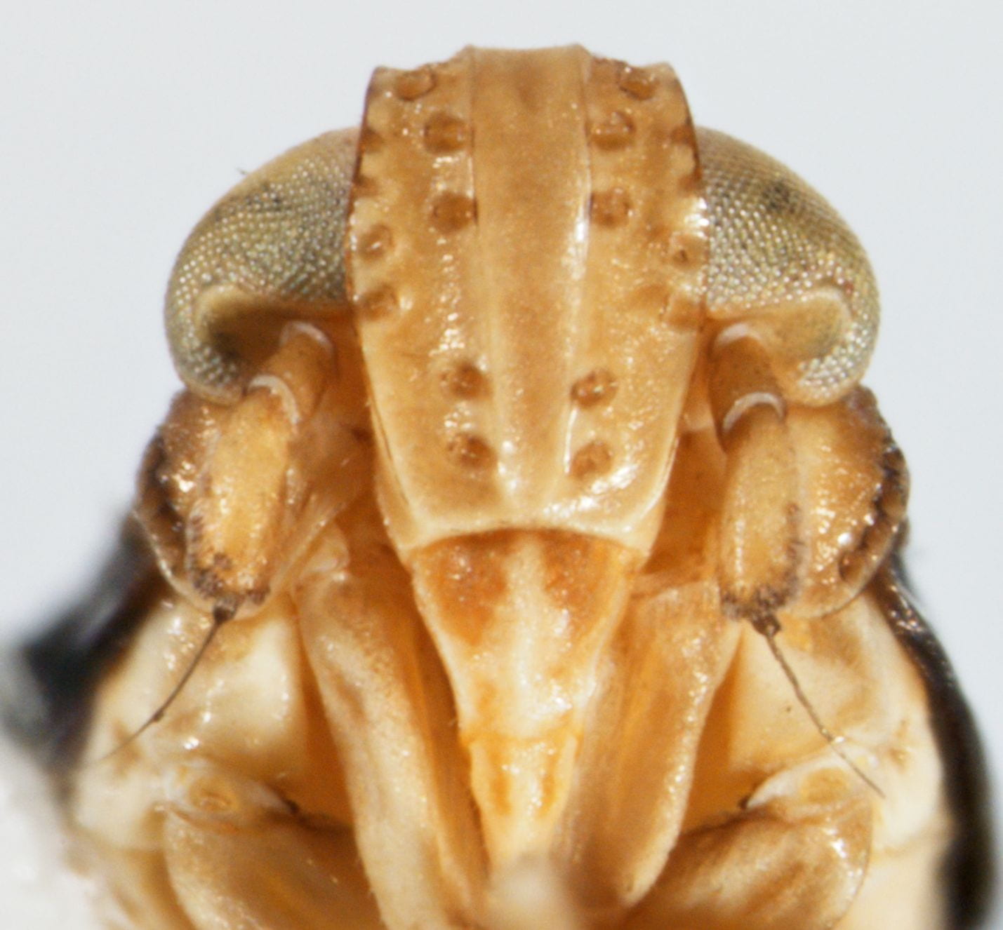 Achorotile distincta (male)