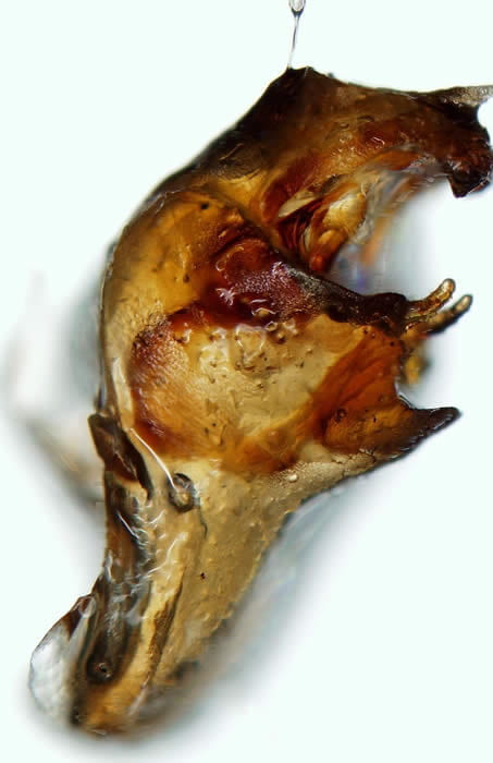 Canyta placita holotype