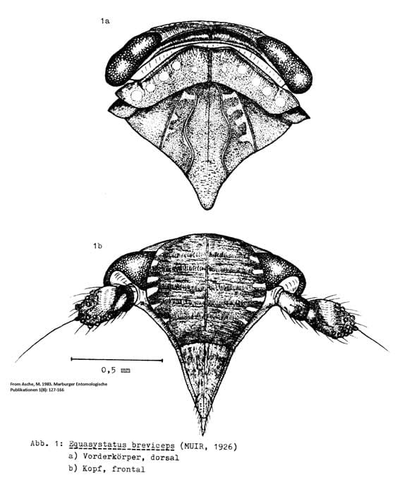 Equasystatus breviceps from Asche 1983