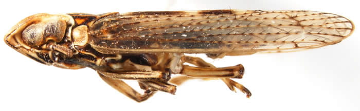 Idiosystatus acutiusculus 