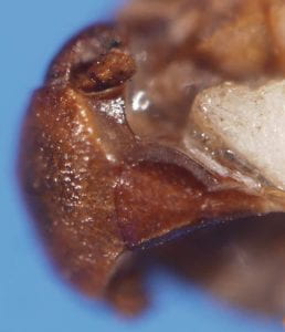 Platysystatus brunneus- holotype