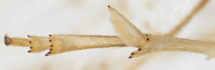 Columbisoga cf filistylus (Peru) calcar