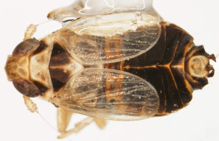 Elachodelphax paransera