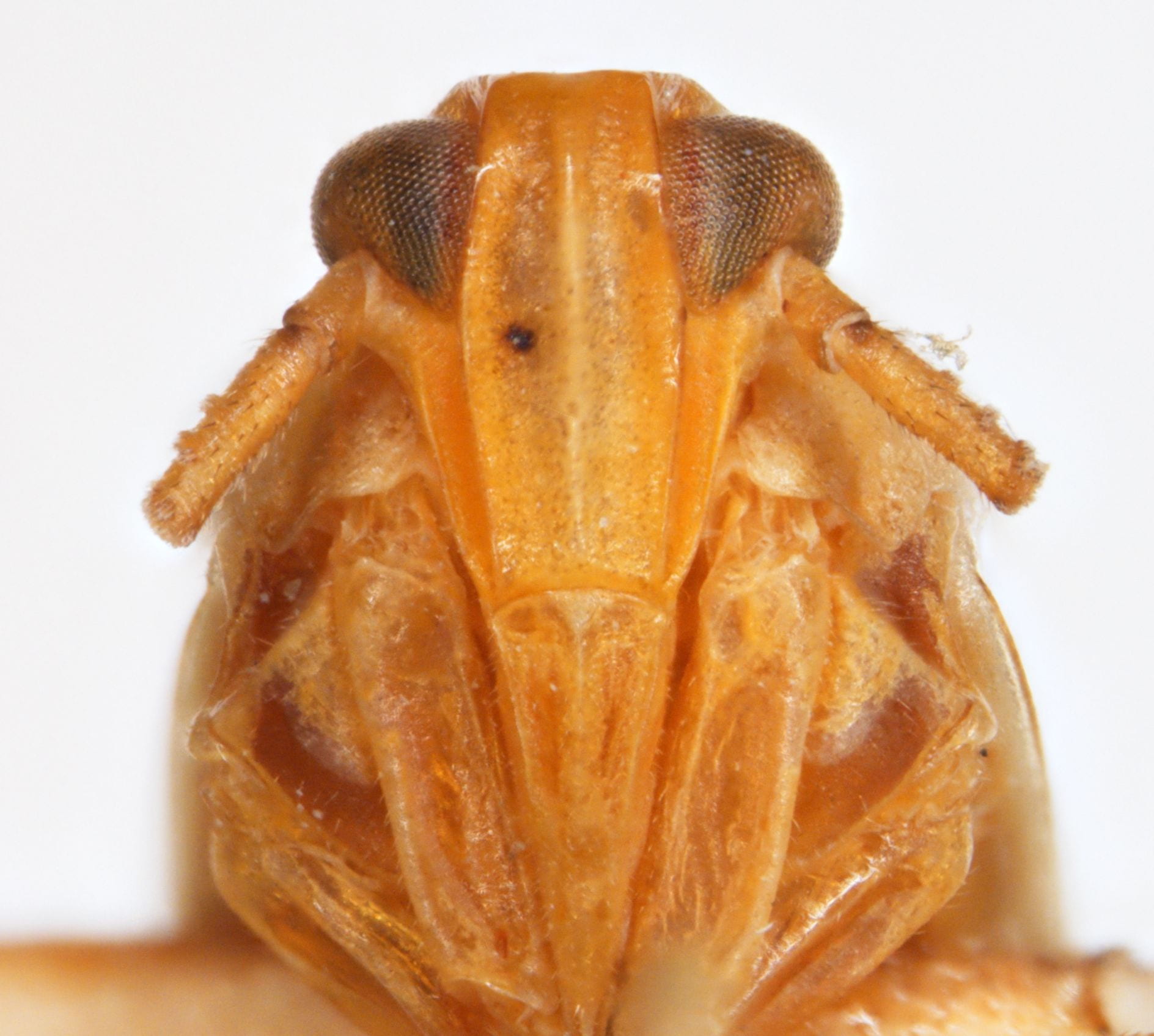 Euidelloides montana (Paratype)