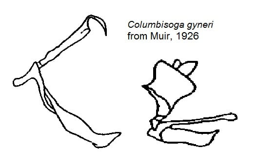 Columbisoga gyneri from Muir 1926