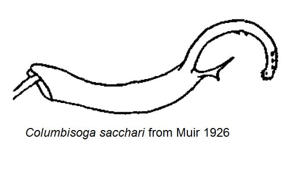 Columbisoga sacchari from Muir 1926