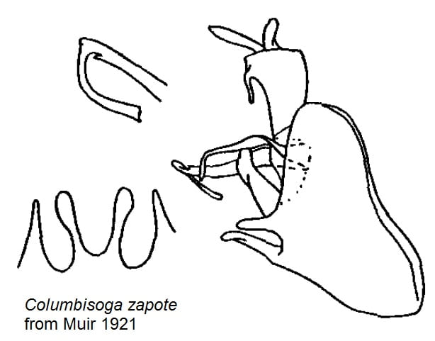 Columbisoga zapote from Muir 1926