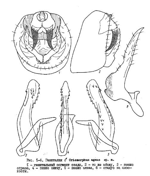 Criomorphus agnus from Anufriev and Averkin 1982
