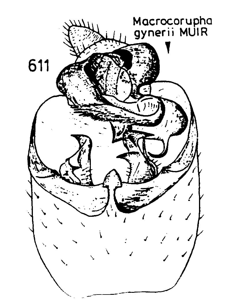 Macrocorupha gynerii (from Asche 1985)