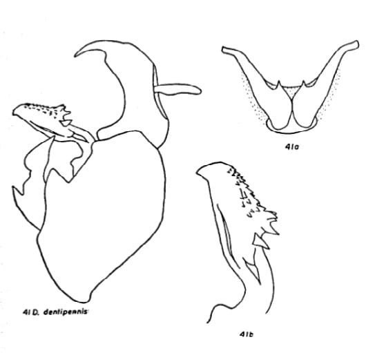 Isodelphax nigridorsum as Delphacodes dentipennis in Beamer 1948b.