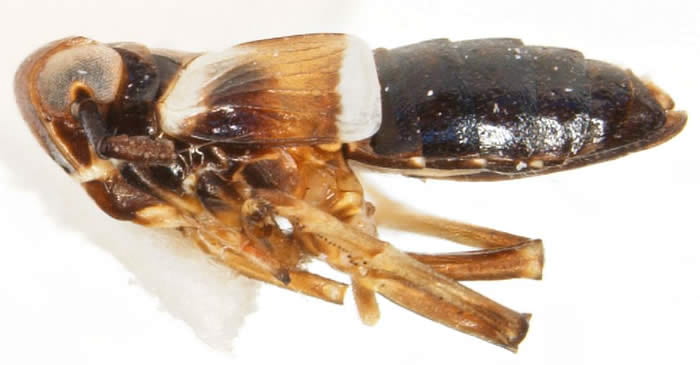 Kormus artemisiae - female