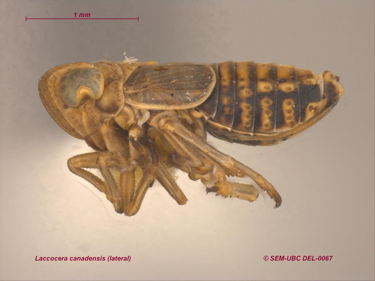 Laccocera canadensis