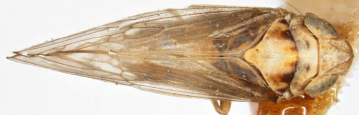 Laccocera canadensis PARATYPE