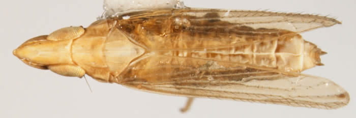 Neomegamelanus spartini (female)