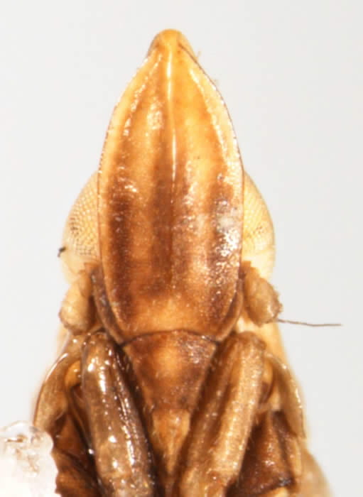 Neomegamelanus spartini (female)