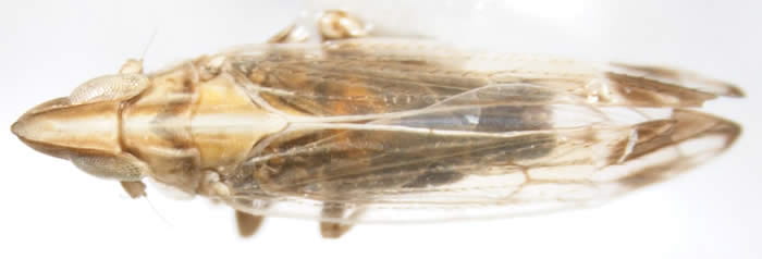 Neomegamelanus elongatus