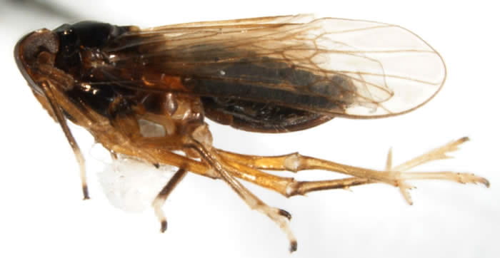  Pissonotus marginatus (female)