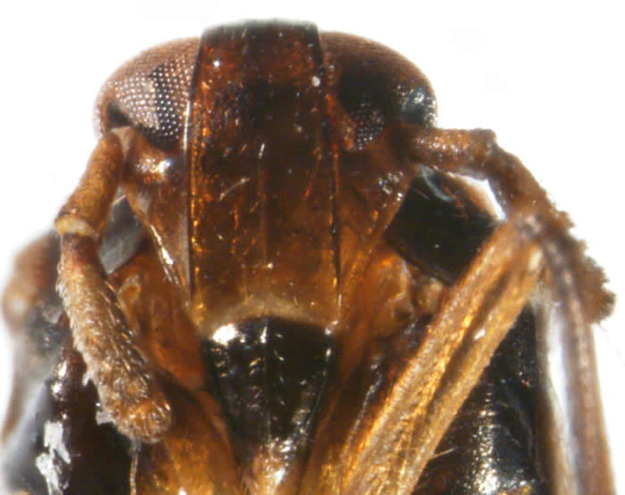  Pissonotus marginatus (female)