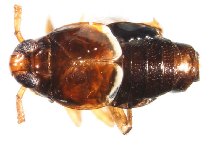 Pissonotus marginatus (male)