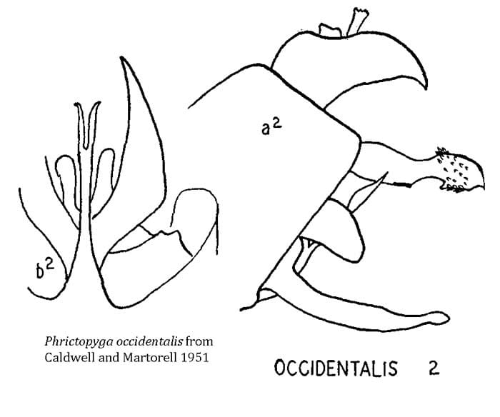 Phrictopyga occidentalis