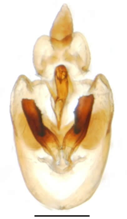 Muellerianella laminalis 