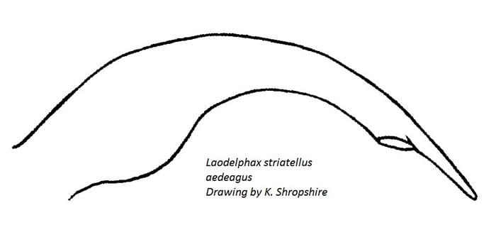 Laodelphax striatellus