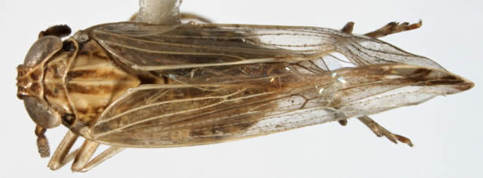 Perkinsiella vitiensis