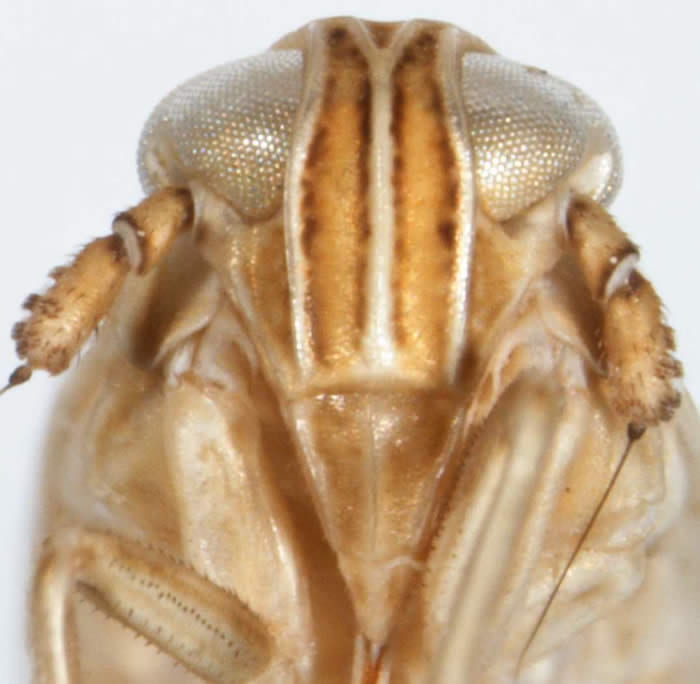 Syndelphax floridae - female