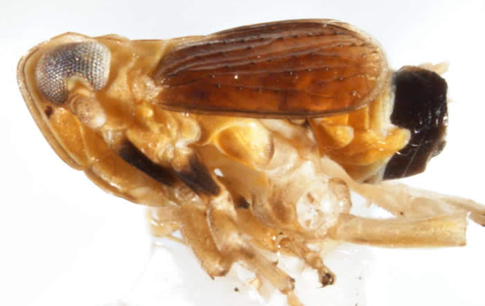 Syndelphax floridae - male