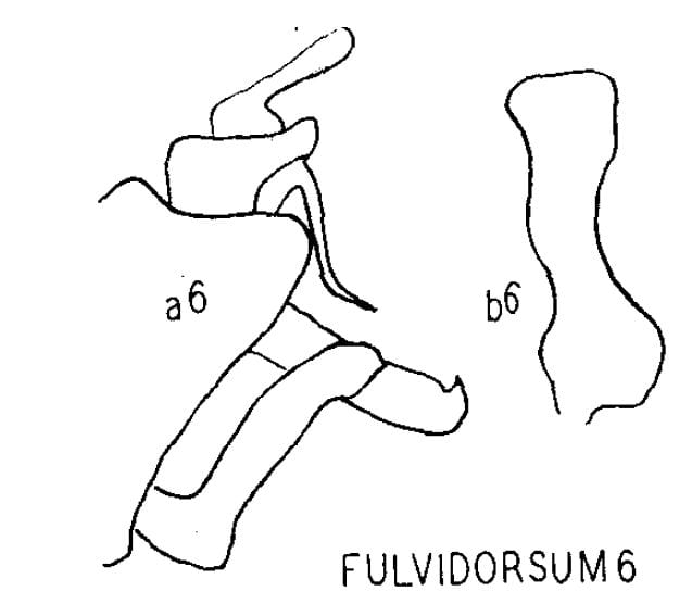 Syndelphax fulvidorsum