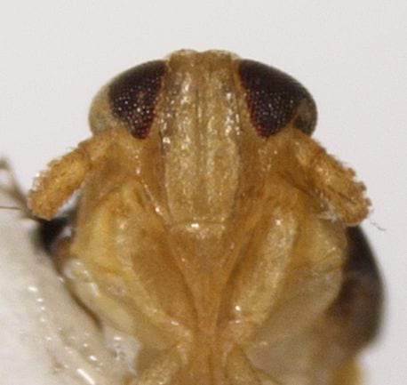 Syndelphax fulvidorsum (male)