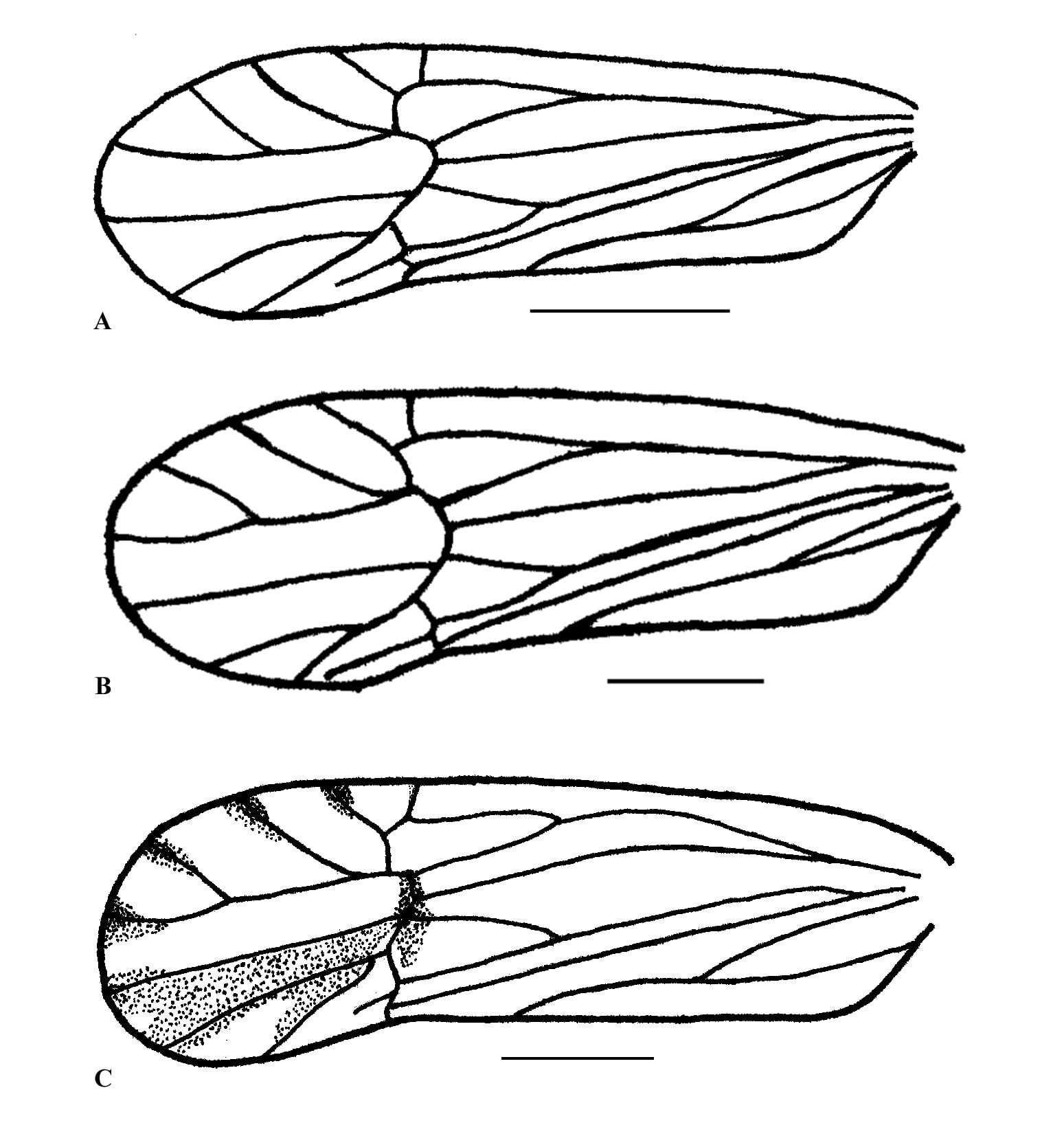 Fig. 1. Left forewing of Toya, Metadelphax, and Hadropygos (scale = 0.5 mm). A. Toya attenuata (holotype), B. Metadelphax propinqua, C. Hadropygos rhombos (holotype).