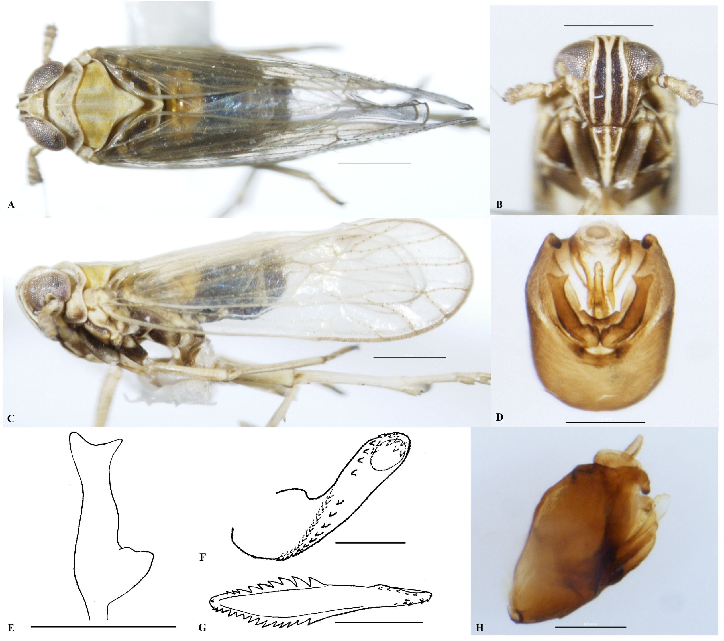 Fig. 11. Features of Toya idonea (Florida). A. Dorsal habitus (scale = 0.5 mm), B. Frons (scale = 0.2 mm), C. Lateral view (scale = 0.5 mm), D. Caudal view of pygofer (scale = 0.2 mm), E. Left paramere (scale = 0.2 mm), F. Lateral view of the aedeagus (scale = 0.1 mm), G. Ventral view of the aedeagus (scale = 0.1 mm), H. Lateral view of pygofer (scale = 0.2 mm).