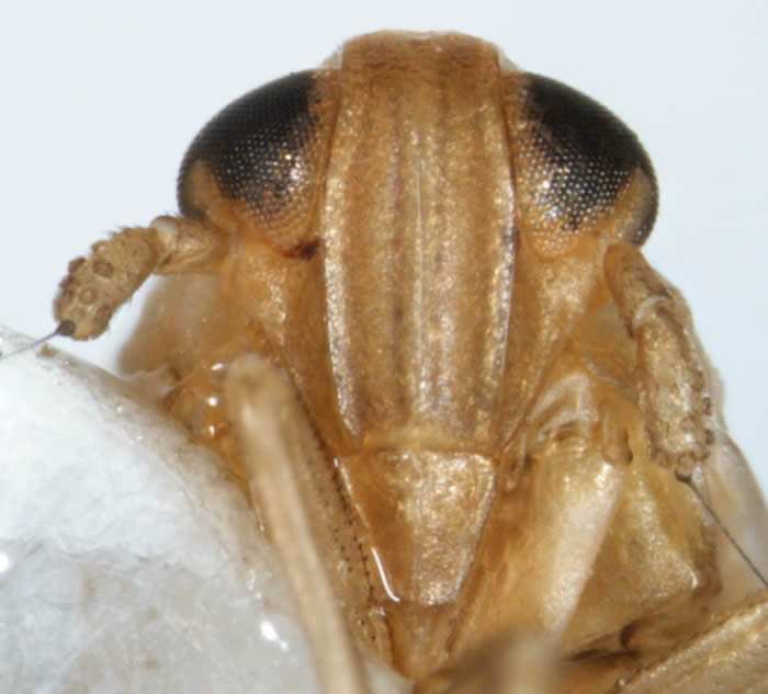 Ribautodelphax pusilla - female