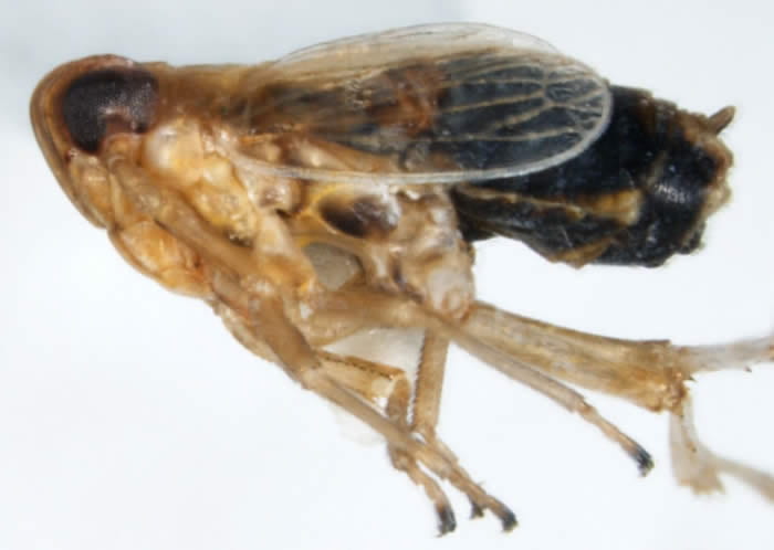 Ribautodelphax pusilla - male