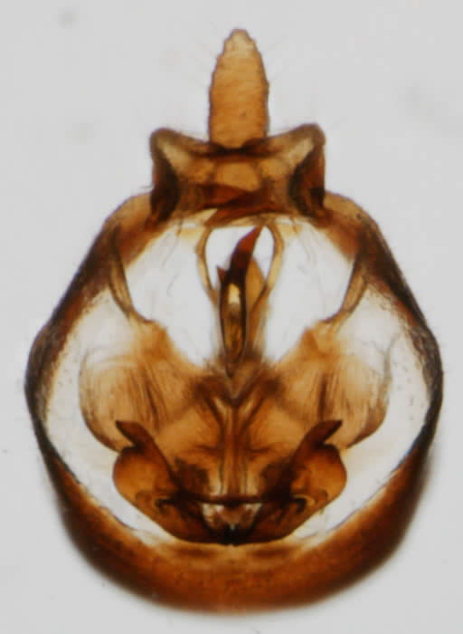 Ribautodelphax pusilla 