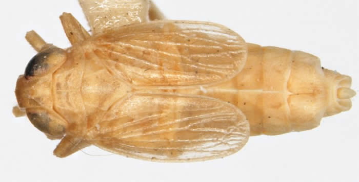 Yukonodelphax stramineosa - female paratype