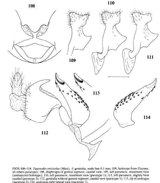 Tagosodes orizicolus from Asche and Wilson 1990.