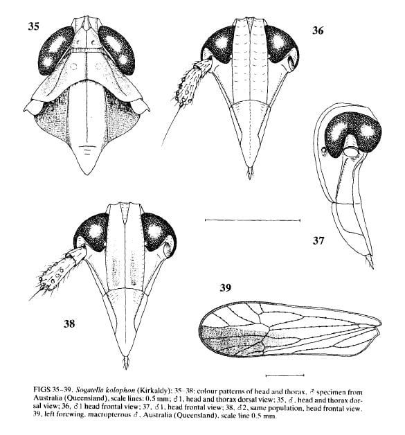 Sogatella kolophon from Asche and Wilson 1990