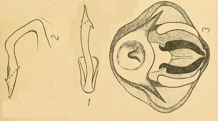 Unkanodes latespinosa from Dlabola 1957