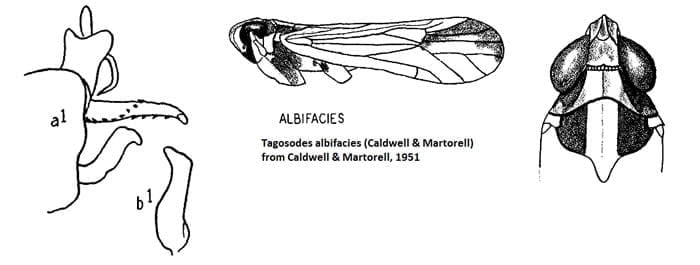 Tagosodes albifacies (Caldwell 1951)