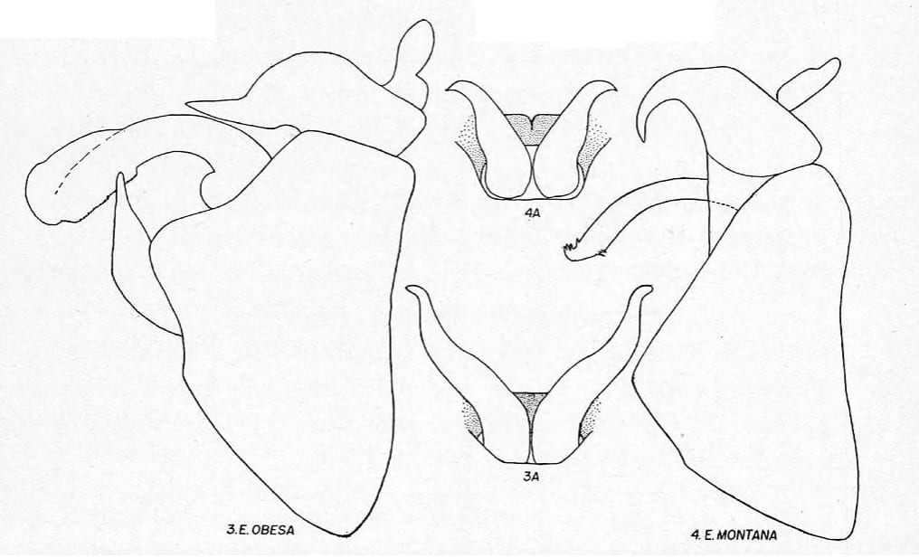 Euryburnia obesa and montana from Beamer 1952