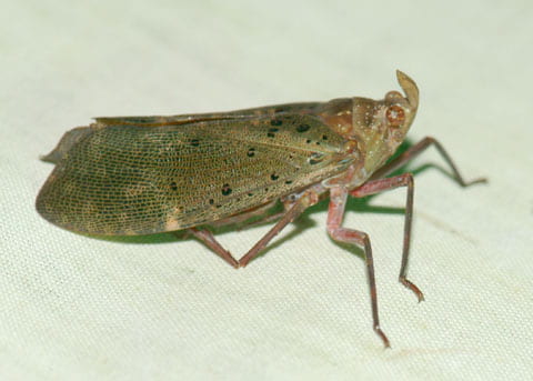 Copidocephala viridiguttata