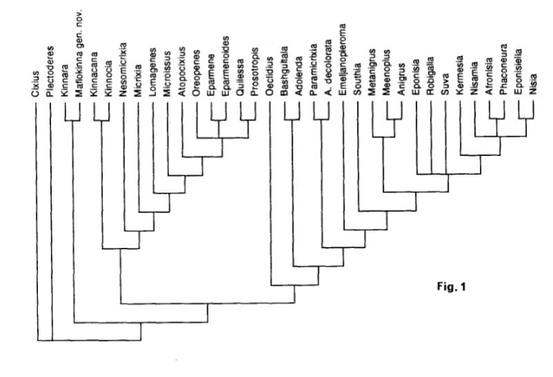 Phylogeny of Kinnaridae and Meenoplidae from Bourgoin  1993