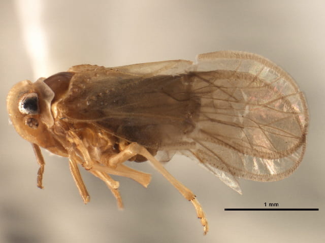Anigrus sp. (image from BOLD from Canadian National Collection).