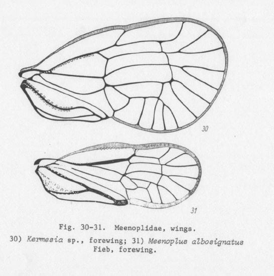 Wings of Meenoplidae from Emeljanov 1994
