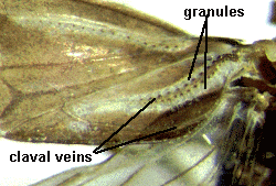 Meenoplidae forewing detail