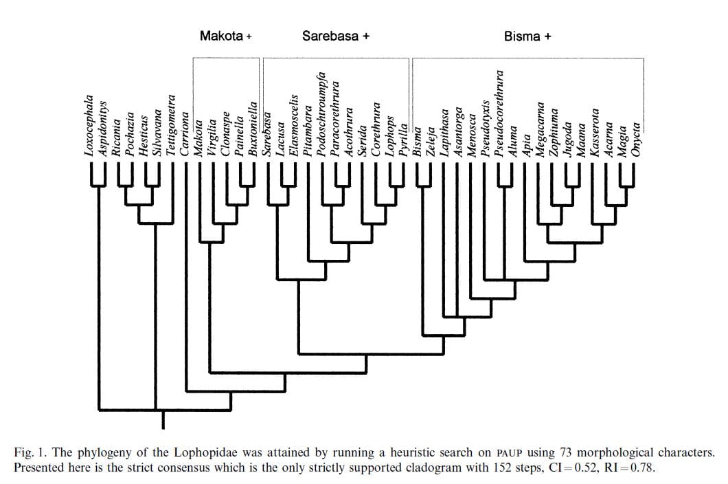 Phylogeny of Lophopidae (Soulier-Perkins 2000)